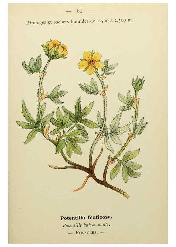 Reproducción/Reproduction 49345418766: Nouvelle flore coloriée de poche des Alpes et des Pyrénées.. Paris,Klincksieck,1906-1912.. 