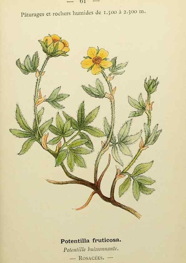 Reproducción/Reproduction 49345418766: Nouvelle flore coloriée de poche des Alpes et des Pyrénées.. Paris,Klincksieck,1906-1912.. 