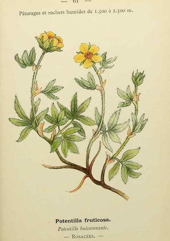 Reproducción/Reproduction 49345418766: Nouvelle flore coloriée de poche des Alpes et des Pyrénées.. Paris,Klincksieck,1906-1912.. 