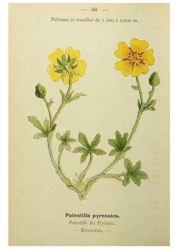 Reproducción/Reproduction 49345631292: Nouvelle flore coloriée de poche des Alpes et des Pyrénées.. Paris,Klincksieck,1906-1912.. 