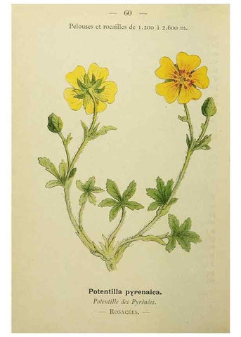 Reproducción/Reproduction 49345631292: Nouvelle flore coloriée de poche des Alpes et des Pyrénées.. Paris,Klincksieck,1906-1912.. 