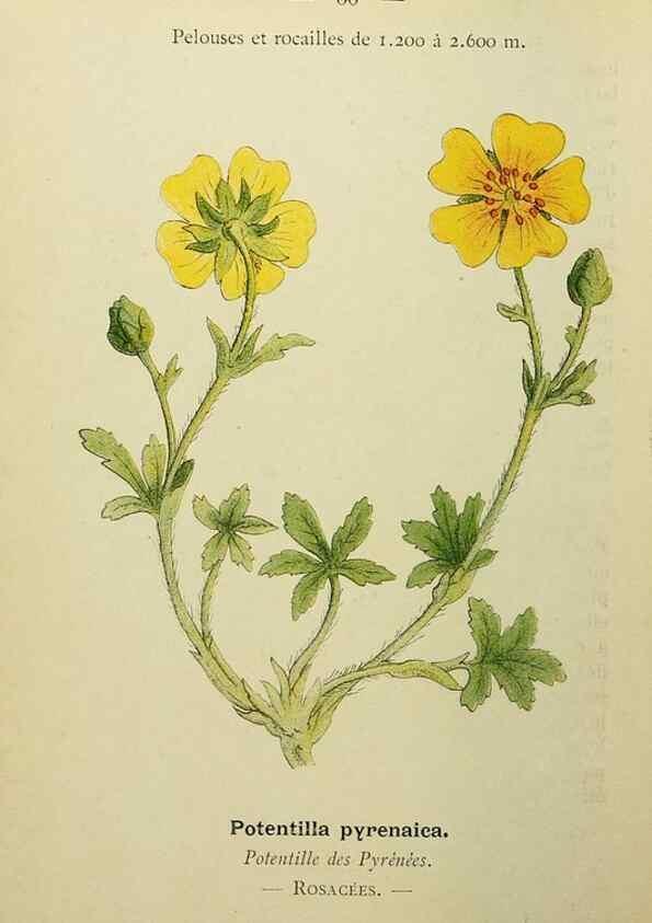 Reproducción/Reproduction 49345631292: Nouvelle flore coloriée de poche des Alpes et des Pyrénées.. Paris,Klincksieck,1906-1912.. 