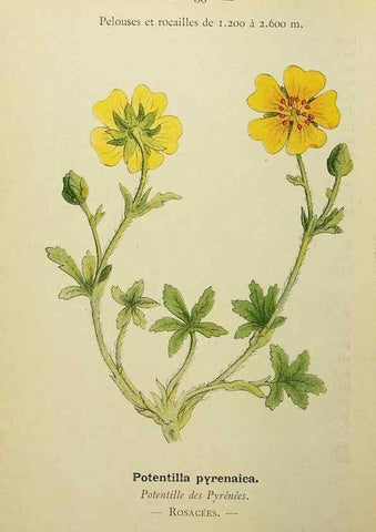 Reproducción/Reproduction 49345631292: Nouvelle flore coloriée de poche des Alpes et des Pyrénées.. Paris,Klincksieck,1906-1912.. 