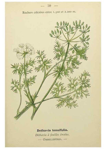 Reproducción/Reproduction 49345417981: Nouvelle flore coloriée de poche des Alpes et des Pyrénées.. Paris,Klincksieck,1906-1912.. 