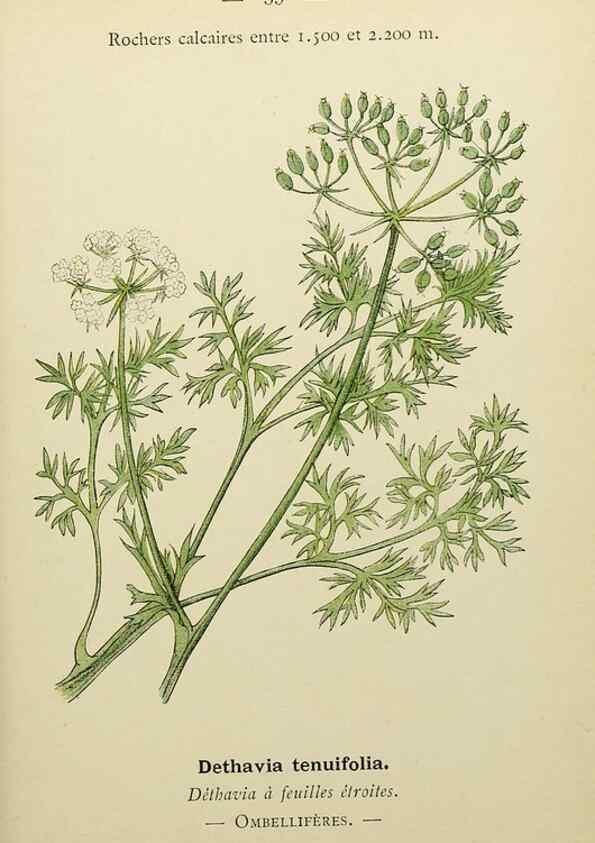 Reproducción/Reproduction 49345417981: Nouvelle flore coloriée de poche des Alpes et des Pyrénées.. Paris,Klincksieck,1906-1912.. 