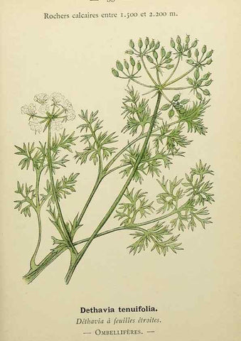 Reproducción/Reproduction 49345417981: Nouvelle flore coloriée de poche des Alpes et des Pyrénées.. Paris,Klincksieck,1906-1912.. 