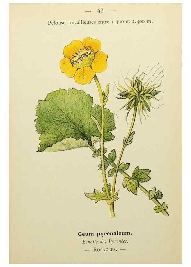 Reproducción/Reproduction 49345403996: Nouvelle flore coloriée de poche des Alpes et des Pyrénées.. Paris,Klincksieck,1906-1912.. 