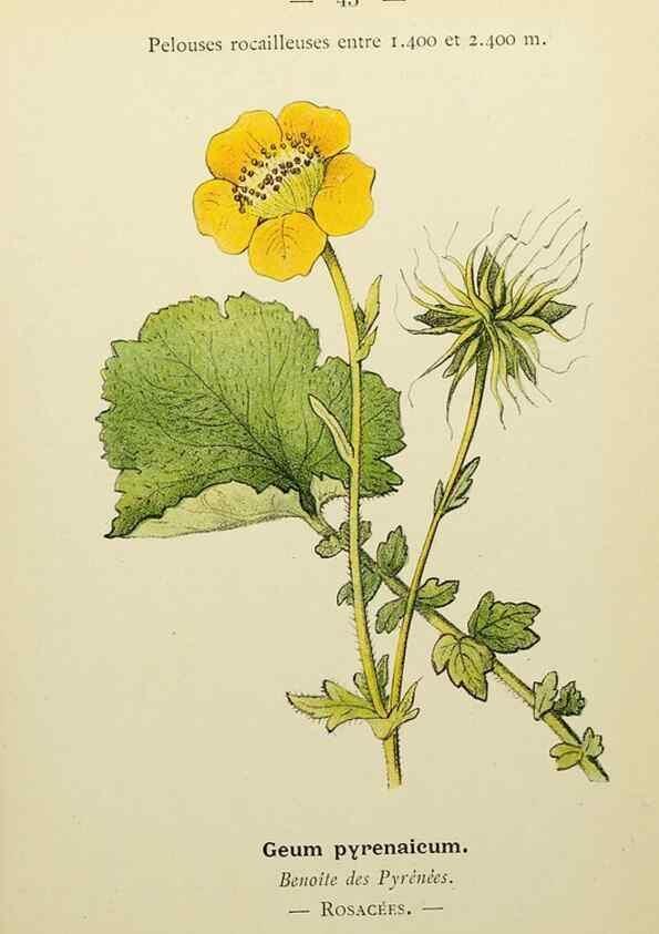 Reproducción/Reproduction 49345403996: Nouvelle flore coloriée de poche des Alpes et des Pyrénées.. Paris,Klincksieck,1906-1912.. 
