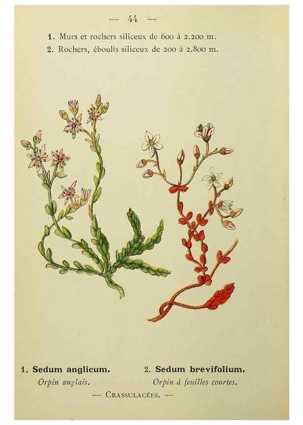 Reproducción/Reproduction 49344943743: Nouvelle flore coloriée de poche des Alpes et des Pyrénées.. Paris,Klincksieck,1906-1912.. 