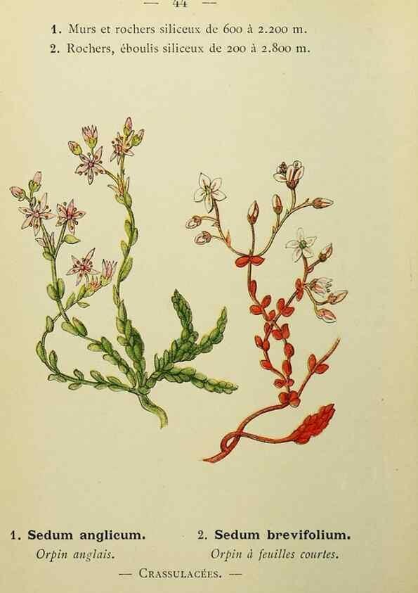 Reproducción/Reproduction 49344943743: Nouvelle flore coloriée de poche des Alpes et des Pyrénées.. Paris,Klincksieck,1906-1912.. 