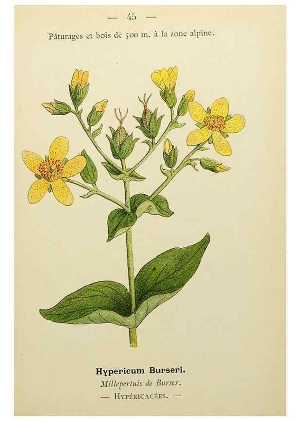 Reproducción/Reproduction 49345404861: Nouvelle flore coloriée de poche des Alpes et des Pyrénées.. Paris,Klincksieck,1906-1912.. 