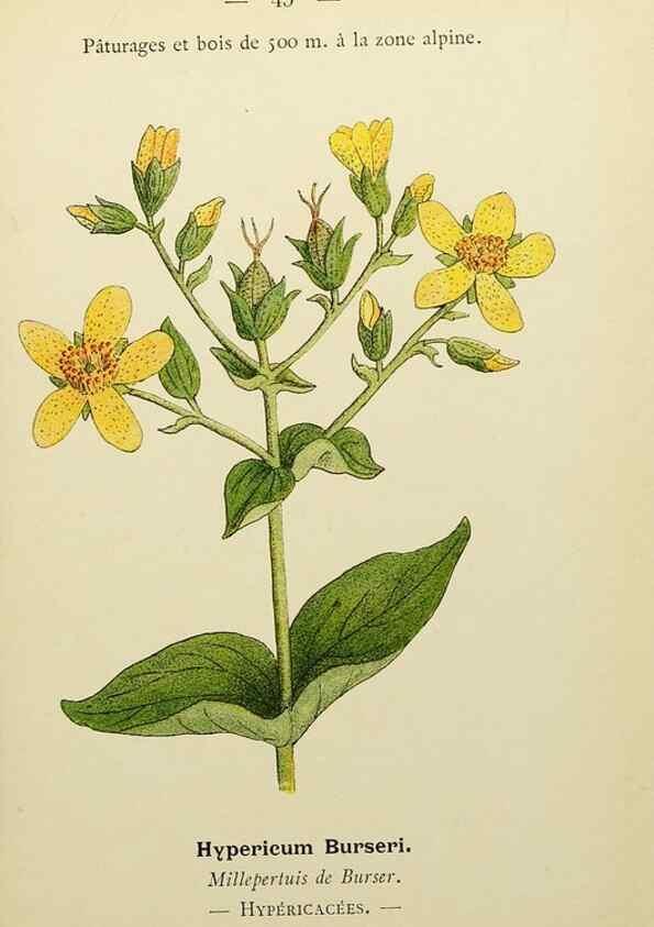 Reproducción/Reproduction 49345404861: Nouvelle flore coloriée de poche des Alpes et des Pyrénées.. Paris,Klincksieck,1906-1912.. 