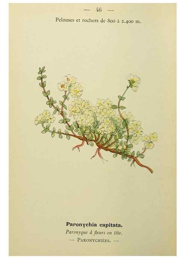 Reproducción/Reproduction 49345618417: Nouvelle flore coloriée de poche des Alpes et des Pyrénées.. Paris,Klincksieck,1906-1912.. 