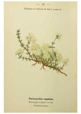 Reproducción/Reproduction 49345618417: Nouvelle flore coloriée de poche des Alpes et des Pyrénées.. Paris,Klincksieck,1906-1912.. 