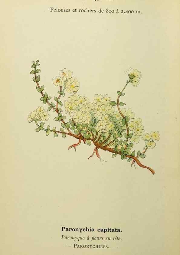 Reproducción/Reproduction 49345618417: Nouvelle flore coloriée de poche des Alpes et des Pyrénées.. Paris,Klincksieck,1906-1912.. 
