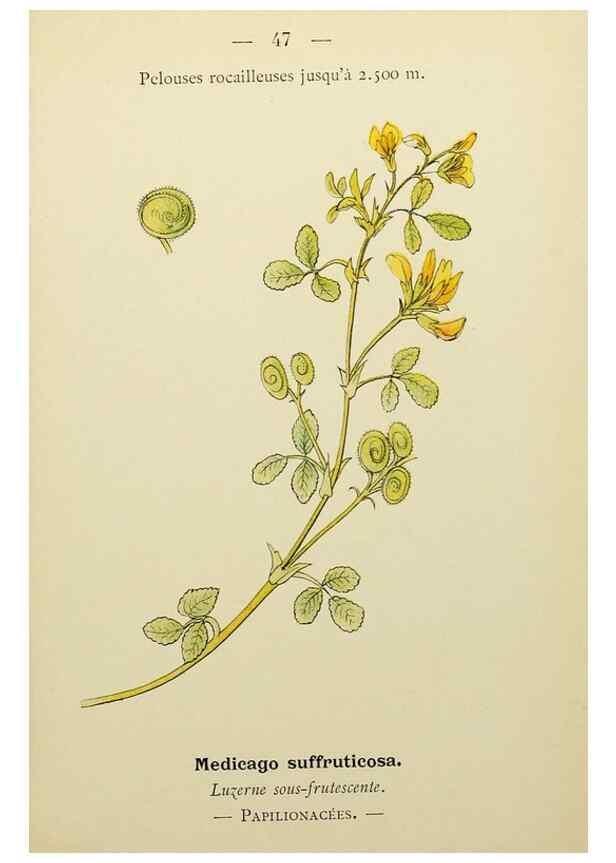 Reproducción/Reproduction 49344944833: Nouvelle flore coloriée de poche des Alpes et des Pyrénées.. Paris,Klincksieck,1906-1912.. 