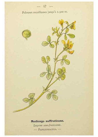 Reproducción/Reproduction 49344944833: Nouvelle flore coloriée de poche des Alpes et des Pyrénées.. Paris,Klincksieck,1906-1912.. 