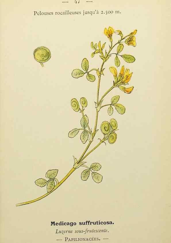 Reproducción/Reproduction 49344944833: Nouvelle flore coloriée de poche des Alpes et des Pyrénées.. Paris,Klincksieck,1906-1912.. 