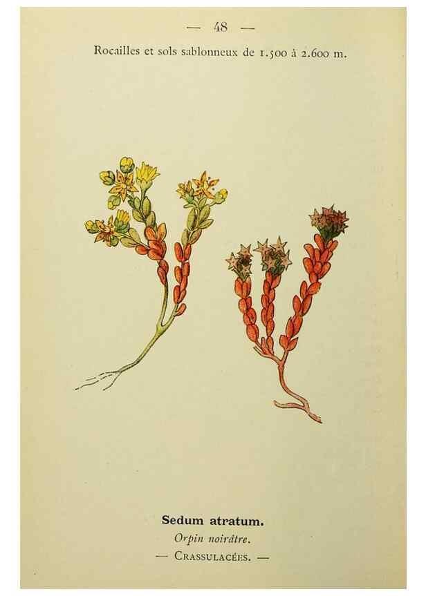 Reproducción/Reproduction 49344945163: Nouvelle flore coloriée de poche des Alpes et des Pyrénées.. Paris,Klincksieck,1906-1912.. 
