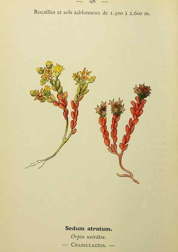Reproducción/Reproduction 49344945163: Nouvelle flore coloriée de poche des Alpes et des Pyrénées.. Paris,Klincksieck,1906-1912.. 
