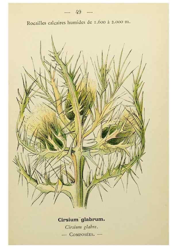 Reproducción/Reproduction 49345406331: Nouvelle flore coloriée de poche des Alpes et des Pyrénées.. Paris,Klincksieck,1906-1912.. 