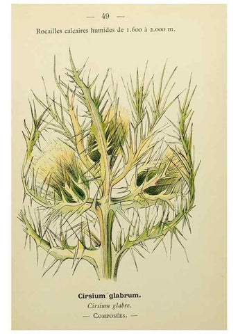 Reproducción/Reproduction 49345406331: Nouvelle flore coloriée de poche des Alpes et des Pyrénées.. Paris,Klincksieck,1906-1912.. 