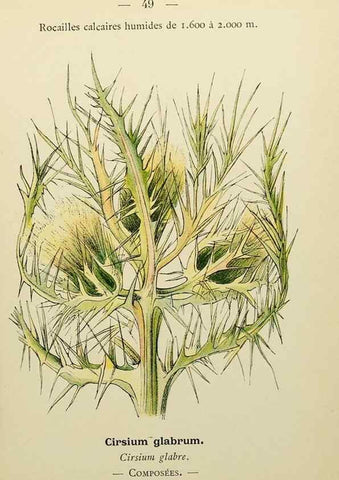 Reproducción/Reproduction 49345406331: Nouvelle flore coloriée de poche des Alpes et des Pyrénées.. Paris,Klincksieck,1906-1912.. 