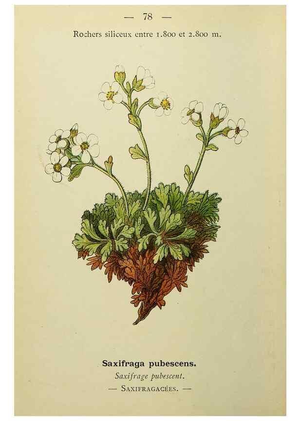 Reproducción/Reproduction 49345638732: Nouvelle flore coloriée de poche des Alpes et des Pyrénées.. Paris,Klincksieck,1906-1912.. 
