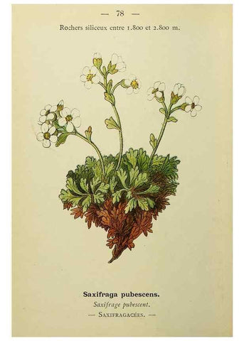 Reproducción/Reproduction 49345638732: Nouvelle flore coloriée de poche des Alpes et des Pyrénées.. Paris,Klincksieck,1906-1912.. 