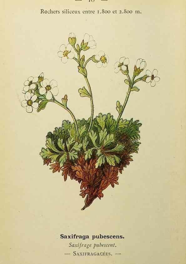 Reproducción/Reproduction 49345638732: Nouvelle flore coloriée de poche des Alpes et des Pyrénées.. Paris,Klincksieck,1906-1912.. 