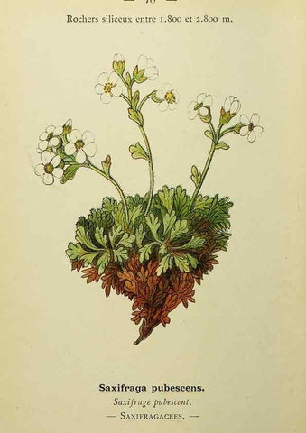 Reproducción/Reproduction 49345638732: Nouvelle flore coloriée de poche des Alpes et des Pyrénées.. Paris,Klincksieck,1906-1912.. 