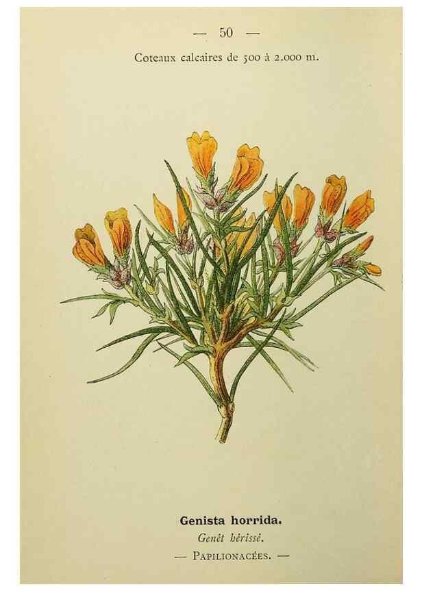 Reproducción/Reproduction 49345619897: Nouvelle flore coloriée de poche des Alpes et des Pyrénées.. Paris,Klincksieck,1906-1912.. 