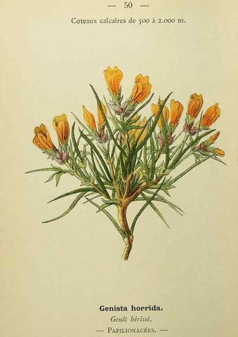 Reproducción/Reproduction 49345619897: Nouvelle flore coloriée de poche des Alpes et des Pyrénées.. Paris,Klincksieck,1906-1912.. 