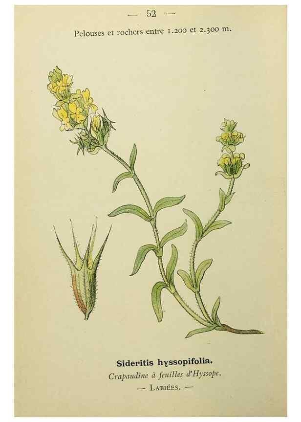 Reproducción/Reproduction 49345415111: Nouvelle flore coloriée de poche des Alpes et des Pyrénées.. Paris,Klincksieck,1906-1912.. 