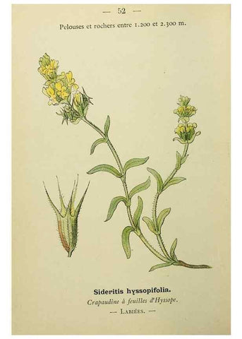 Reproducción/Reproduction 49345415111: Nouvelle flore coloriée de poche des Alpes et des Pyrénées.. Paris,Klincksieck,1906-1912.. 