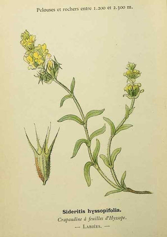 Reproducción/Reproduction 49345415111: Nouvelle flore coloriée de poche des Alpes et des Pyrénées.. Paris,Klincksieck,1906-1912.. 