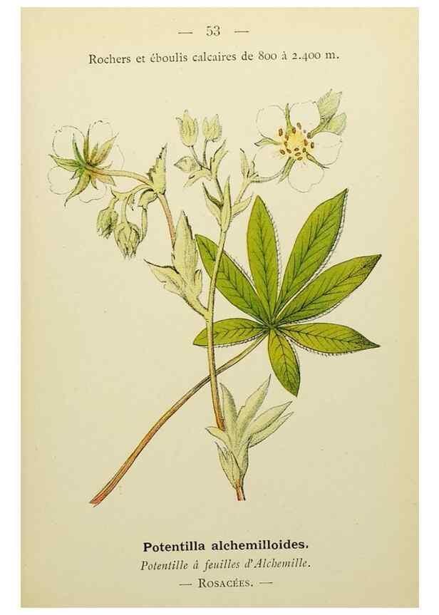 Reproducción/Reproduction 49345628462: Nouvelle flore coloriée de poche des Alpes et des Pyrénées.. Paris,Klincksieck,1906-1912.. 