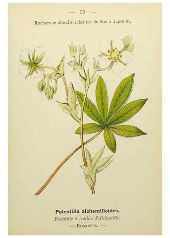 Reproducción/Reproduction 49345628462: Nouvelle flore coloriée de poche des Alpes et des Pyrénées.. Paris,Klincksieck,1906-1912.. 