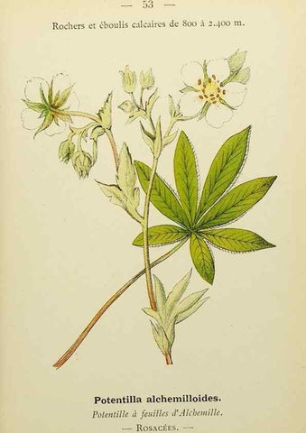 Reproducción/Reproduction 49345628462: Nouvelle flore coloriée de poche des Alpes et des Pyrénées.. Paris,Klincksieck,1906-1912.. 