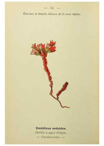 Reproducción/Reproduction 49345415946: Nouvelle flore coloriée de poche des Alpes et des Pyrénées.. Paris,Klincksieck,1906-1912.. 