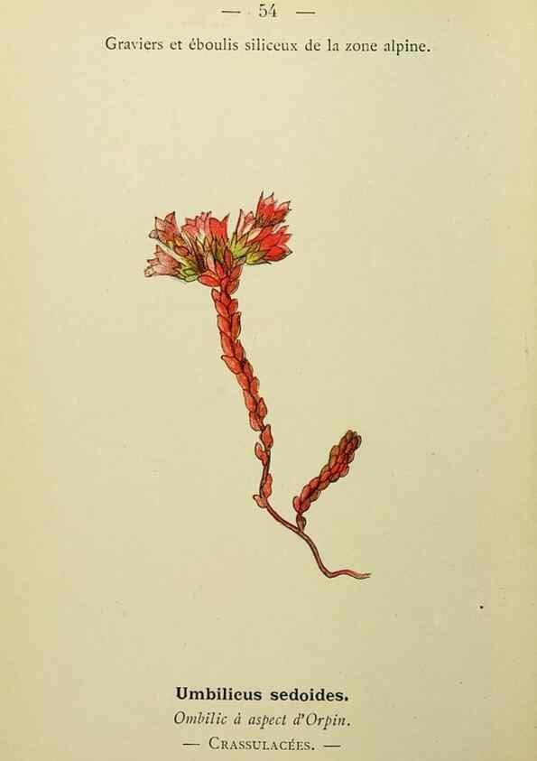 Reproducción/Reproduction 49345415946: Nouvelle flore coloriée de poche des Alpes et des Pyrénées.. Paris,Klincksieck,1906-1912.. 