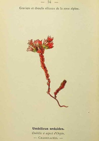 Reproducción/Reproduction 49345415946: Nouvelle flore coloriée de poche des Alpes et des Pyrénées.. Paris,Klincksieck,1906-1912.. 