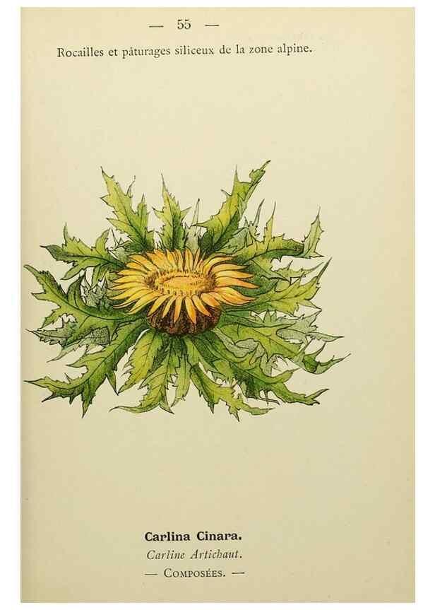 Reproducción/Reproduction 49345416401: Nouvelle flore coloriée de poche des Alpes et des Pyrénées.. Paris,Klincksieck,1906-1912.. 