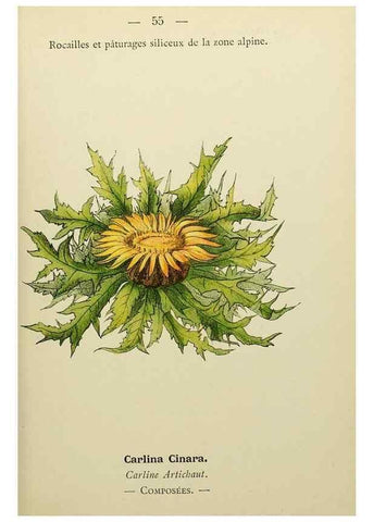 Reproducción/Reproduction 49345416401: Nouvelle flore coloriée de poche des Alpes et des Pyrénées.. Paris,Klincksieck,1906-1912.. 
