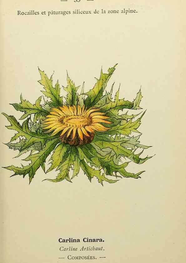 Reproducción/Reproduction 49345416401: Nouvelle flore coloriée de poche des Alpes et des Pyrénées.. Paris,Klincksieck,1906-1912.. 