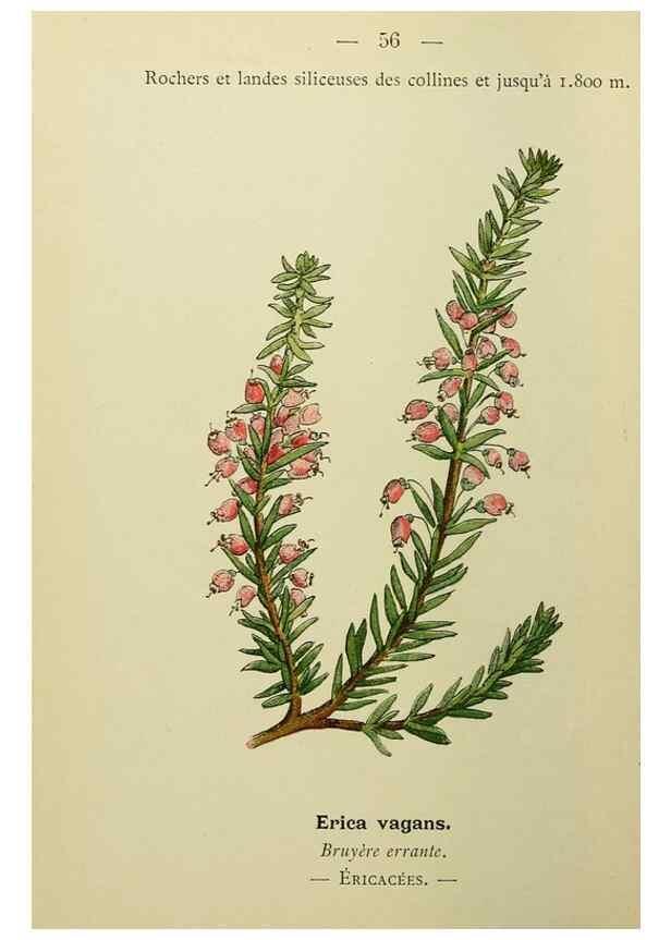 Reproducción/Reproduction 49345416816: Nouvelle flore coloriée de poche des Alpes et des Pyrénées.. Paris,Klincksieck,1906-1912.. 