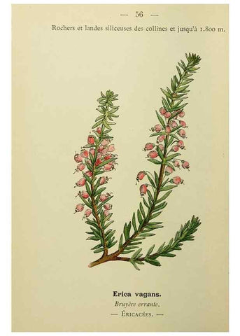 Reproducción/Reproduction 49345416816: Nouvelle flore coloriée de poche des Alpes et des Pyrénées.. Paris,Klincksieck,1906-1912.. 