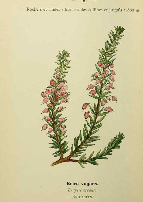 Reproducción/Reproduction 49345416816: Nouvelle flore coloriée de poche des Alpes et des Pyrénées.. Paris,Klincksieck,1906-1912.. 