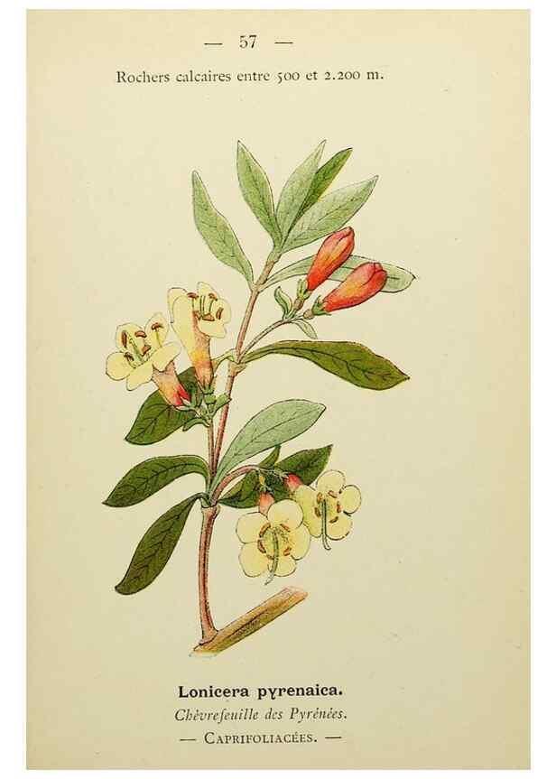 Reproducción/Reproduction 49345630072: Nouvelle flore coloriée de poche des Alpes et des Pyrénées.. Paris,Klincksieck,1906-1912.. 