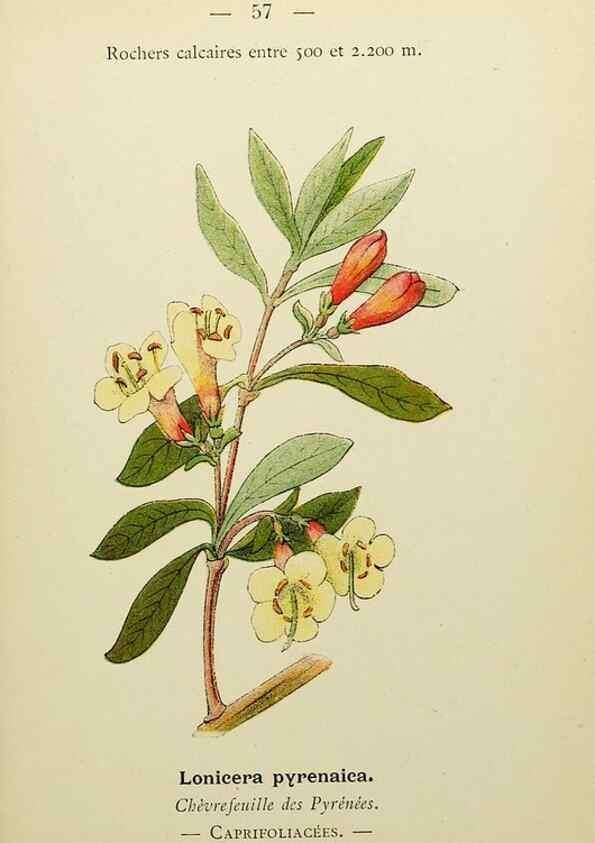 Reproducción/Reproduction 49345630072: Nouvelle flore coloriée de poche des Alpes et des Pyrénées.. Paris,Klincksieck,1906-1912.. 